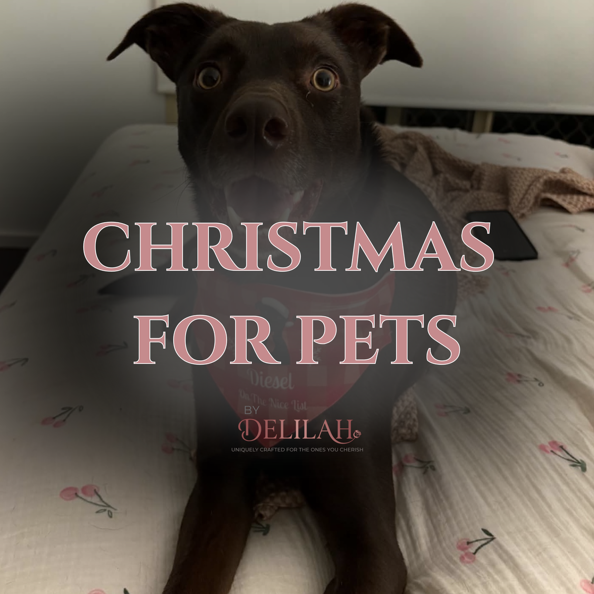 Christmas For Pets