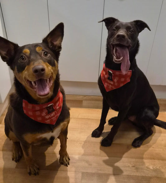 Personalised Christmas pet scarf bandana for dogs and cats by By Delilah